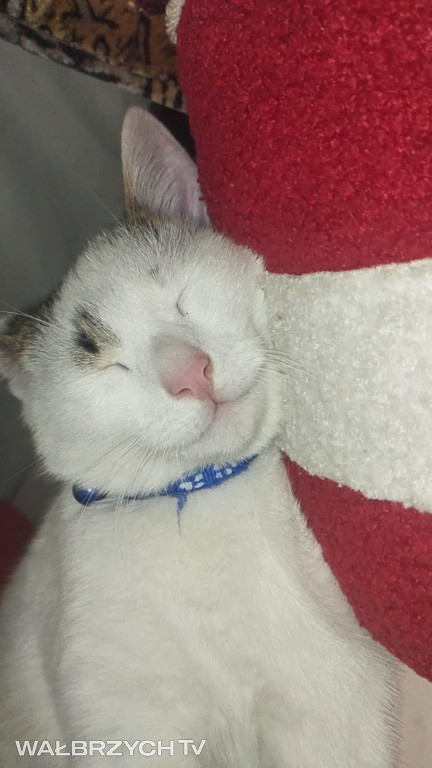 Wałbrzyszanie mają kota. Poszukaj swojego