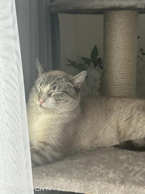 Wałbrzyszanie mają kota. Poszukaj swojego