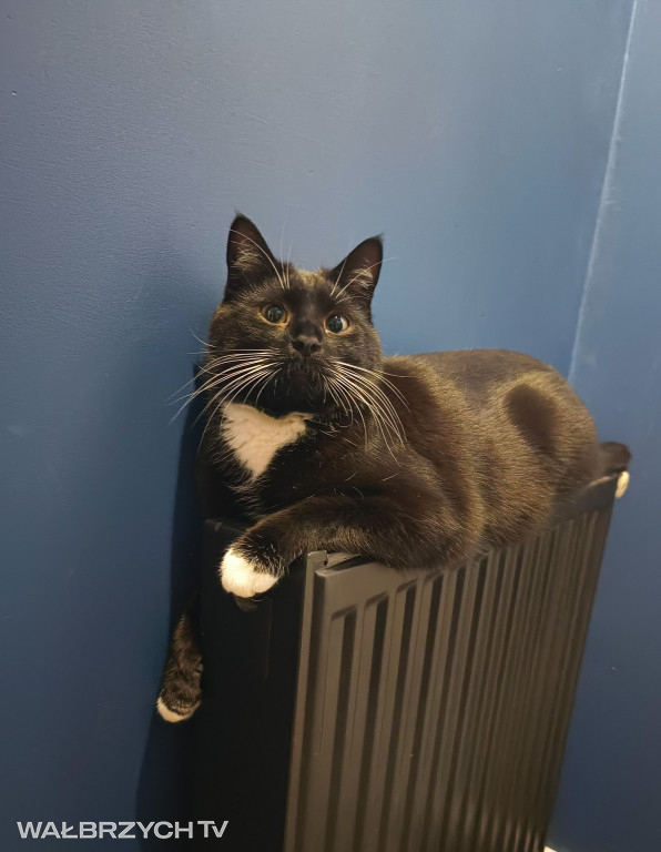 Wałbrzyszanie mają kota. Poszukaj swojego