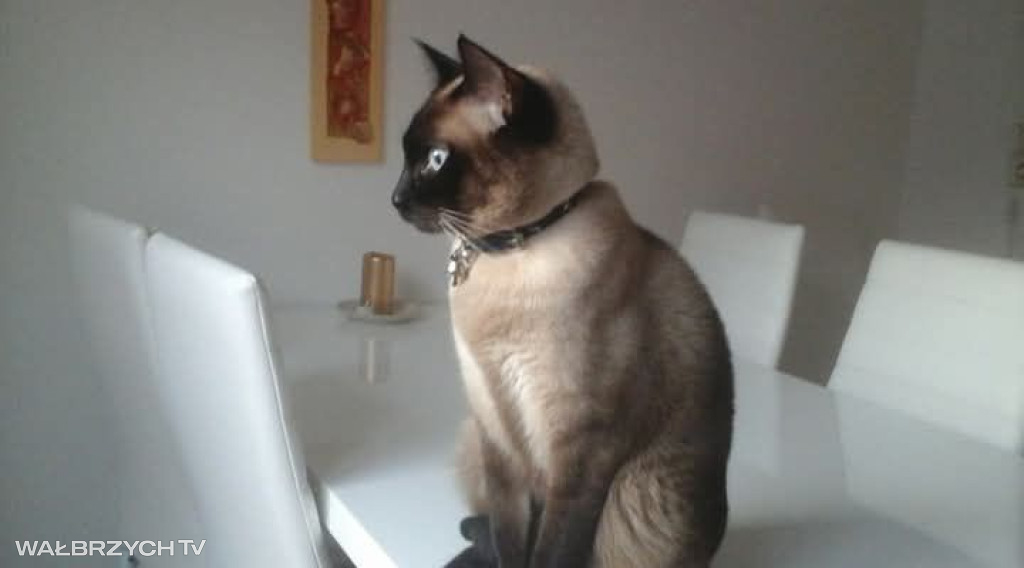 Wałbrzyszanie mają kota. Poszukaj swojego