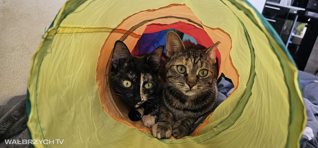 Wałbrzyszanie mają kota. Poszukaj swojego