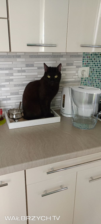 Wałbrzyszanie mają kota. Poszukaj swojego