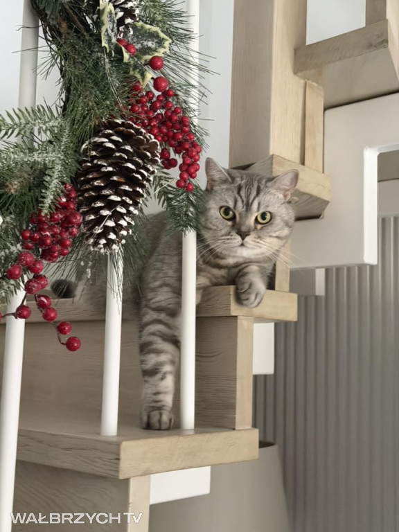 Wałbrzyszanie mają kota. Poszukaj swojego