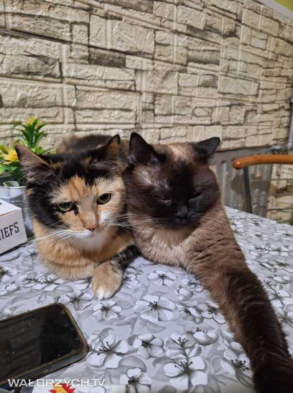 Wałbrzyszanie mają kota. Poszukaj swojego