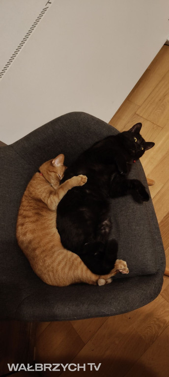 Wałbrzyszanie mają kota. Poszukaj swojego