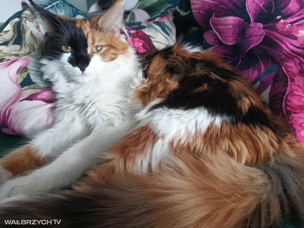 Wałbrzyszanie mają kota. Poszukaj swojego