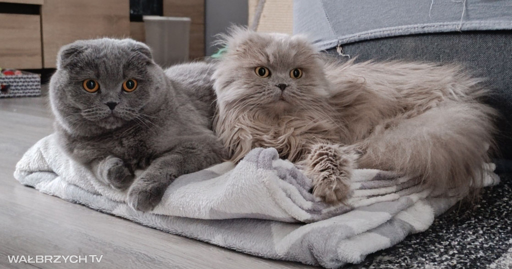 Wałbrzyszanie mają kota. Poszukaj swojego