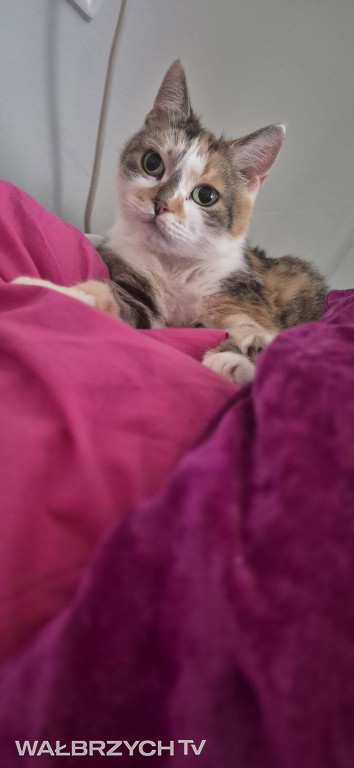 Wałbrzyszanie mają kota. Poszukaj swojego