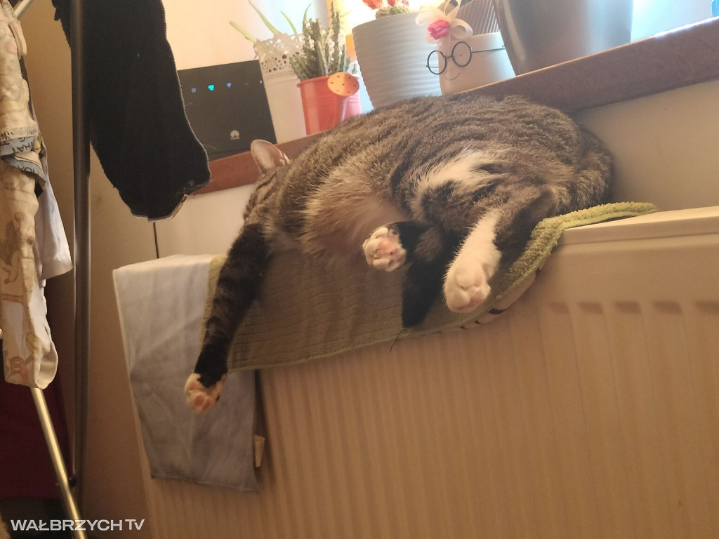 Wałbrzyszanie mają kota. Poszukaj swojego