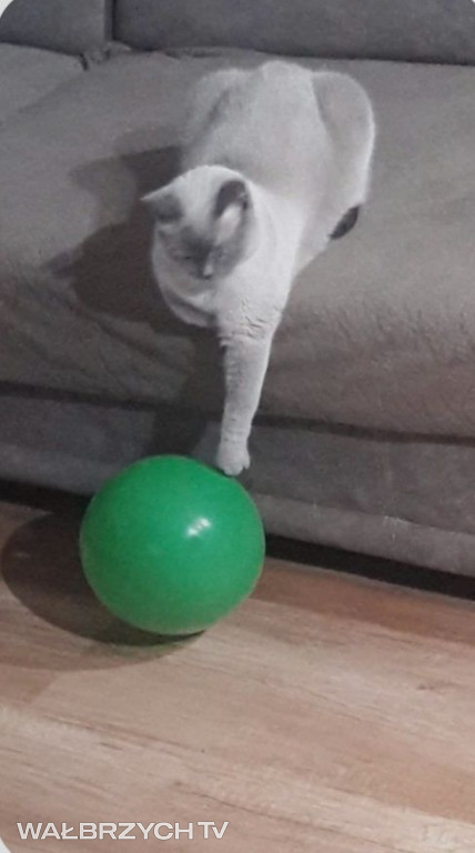 Wałbrzyszanie mają kota. Poszukaj swojego