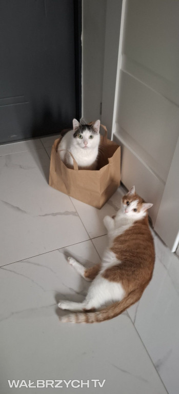 Wałbrzyszanie mają kota. Poszukaj swojego