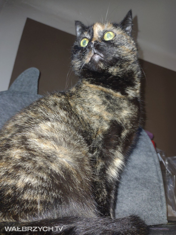 Wałbrzyszanie mają kota. Poszukaj swojego