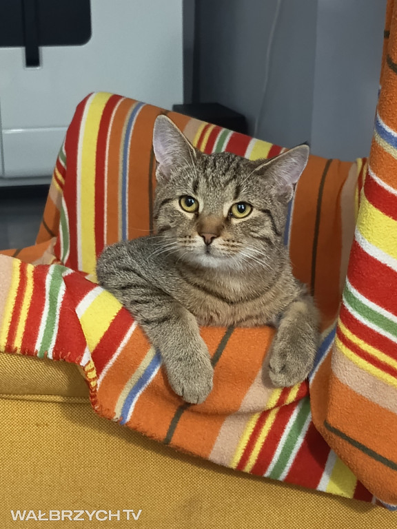 Wałbrzyszanie mają kota. Poszukaj swojego