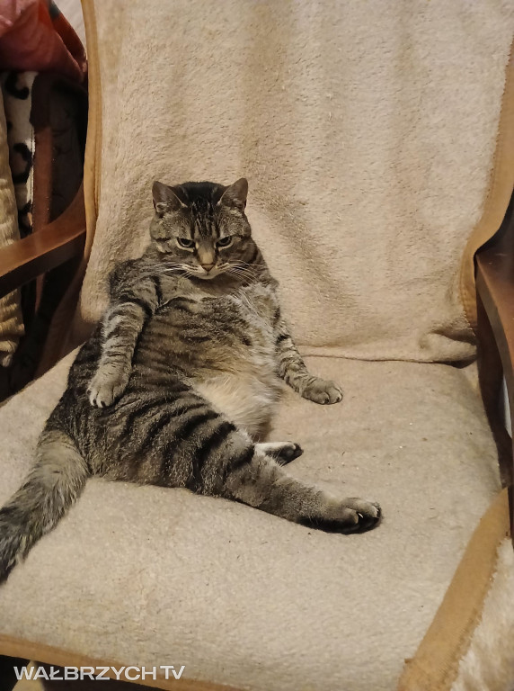 Wałbrzyszanie mają kota. Poszukaj swojego