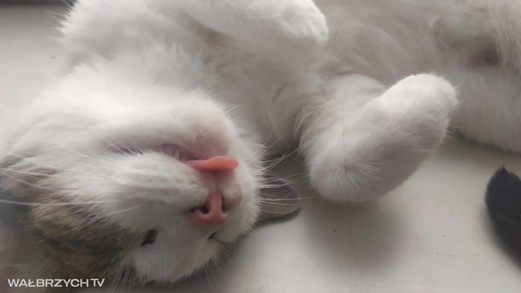 Wałbrzyszanie mają kota. Poszukaj swojego