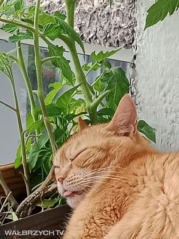 Wałbrzyszanie mają kota. Poszukaj swojego