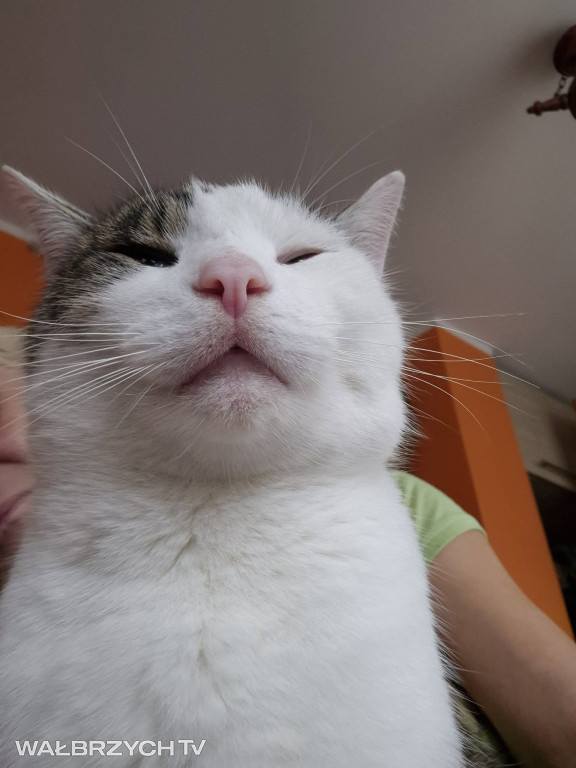 Wałbrzyszanie mają kota. Poszukaj swojego