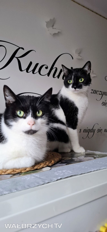 Wałbrzyszanie mają kota. Poszukaj swojego