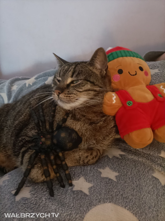 Wałbrzyszanie mają kota. Poszukaj swojego