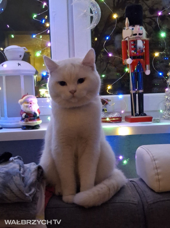 Wałbrzyszanie mają kota. Poszukaj swojego