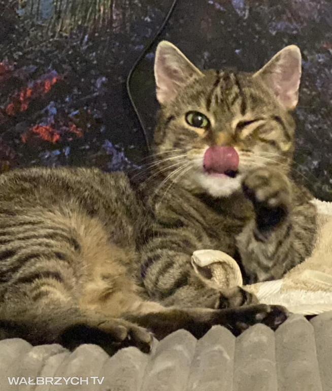 Wałbrzyszanie mają kota. Poszukaj swojego