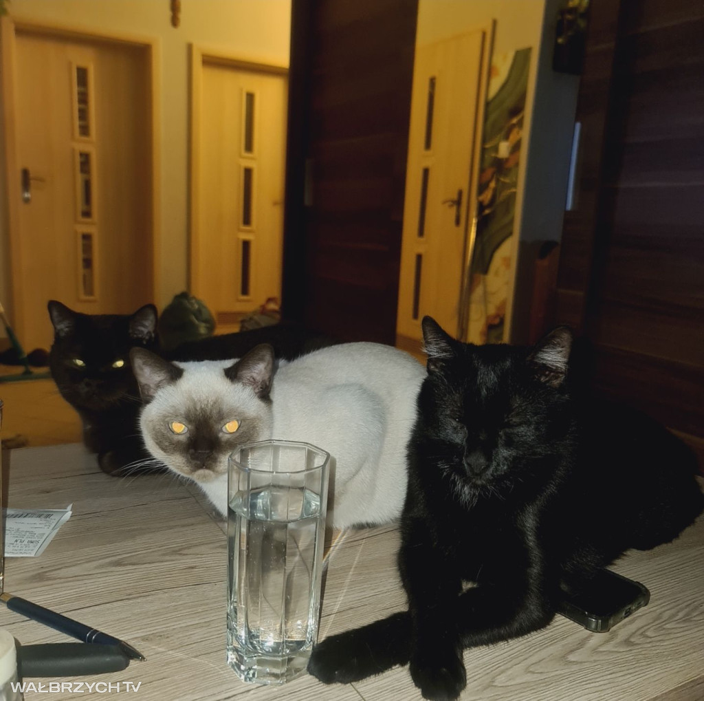 Wałbrzyszanie mają kota. Poszukaj swojego