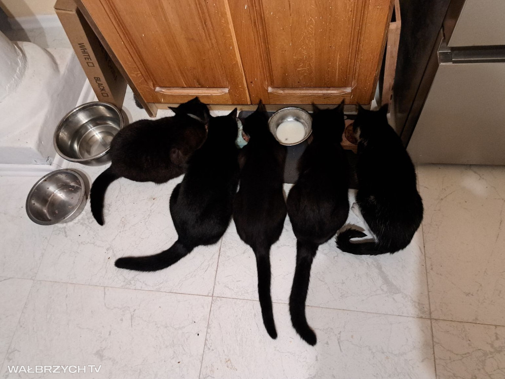 Wałbrzyszanie mają kota. Poszukaj swojego