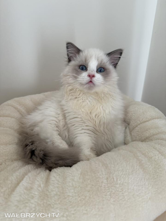 Wałbrzyszanie mają kota. Poszukaj swojego