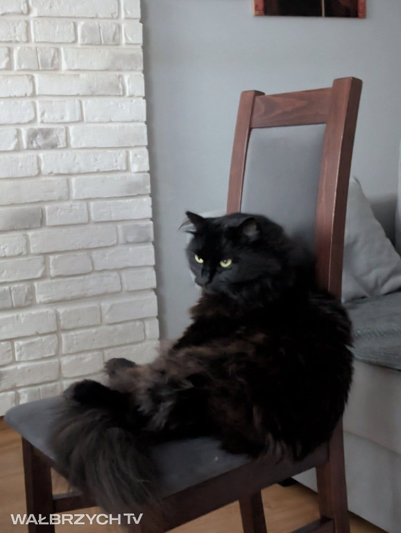 Wałbrzyszanie mają kota. Poszukaj swojego