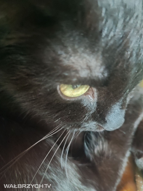 Wałbrzyszanie mają kota. Poszukaj swojego