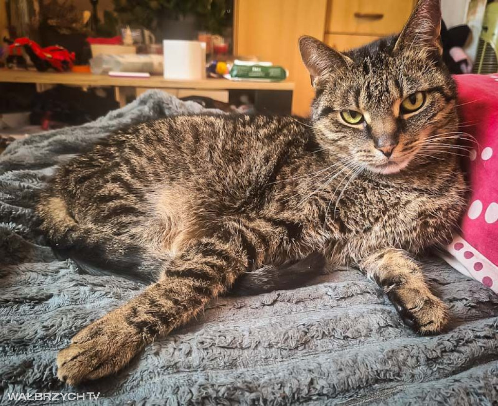 Wałbrzyszanie mają kota. Poszukaj swojego