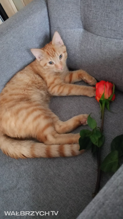 Wałbrzyszanie mają kota. Poszukaj swojego