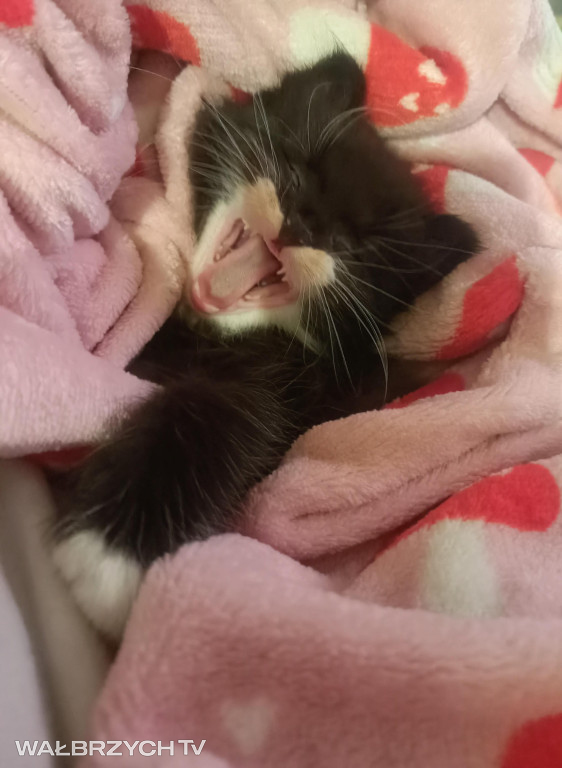 Wałbrzyszanie mają kota. Poszukaj swojego