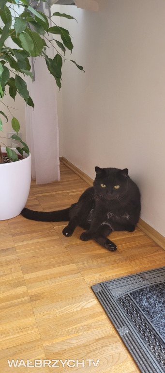 Wałbrzyszanie mają kota. Poszukaj swojego