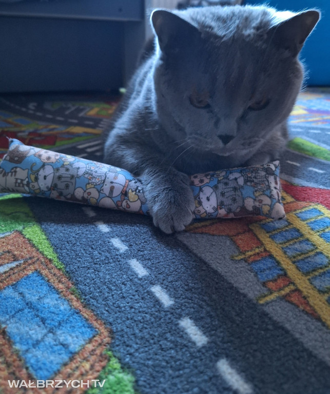 Wałbrzyszanie mają kota. Poszukaj swojego