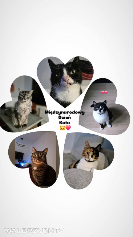 Wałbrzyszanie mają kota. Poszukaj swojego