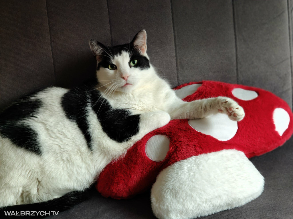 Wałbrzyszanie mają kota. Poszukaj swojego
