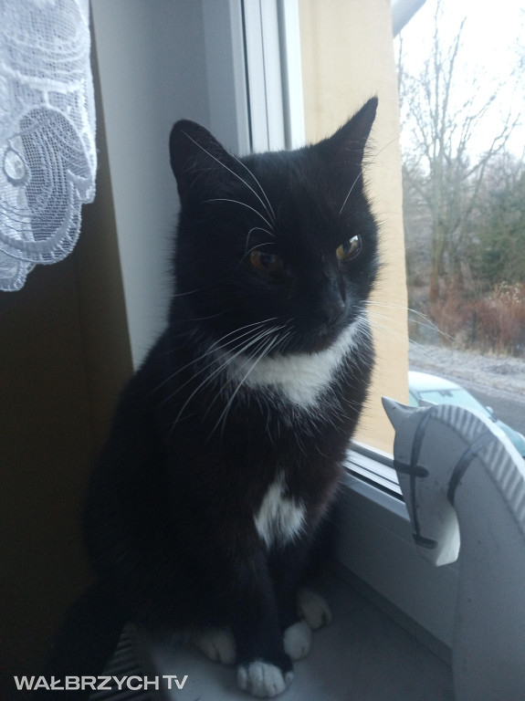 Wałbrzyszanie mają kota. Poszukaj swojego