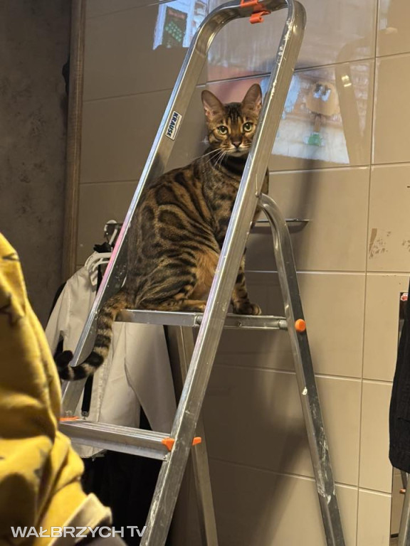 Wałbrzyszanie mają kota. Poszukaj swojego