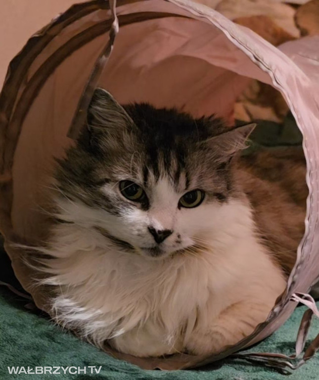 Wałbrzyszanie mają kota. Poszukaj swojego