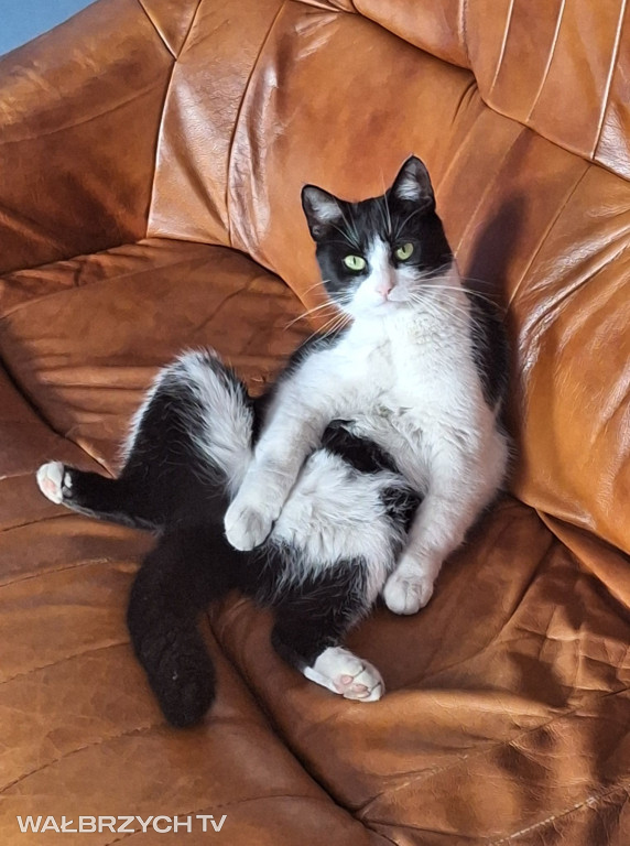Wałbrzyszanie mają kota. Poszukaj swojego
