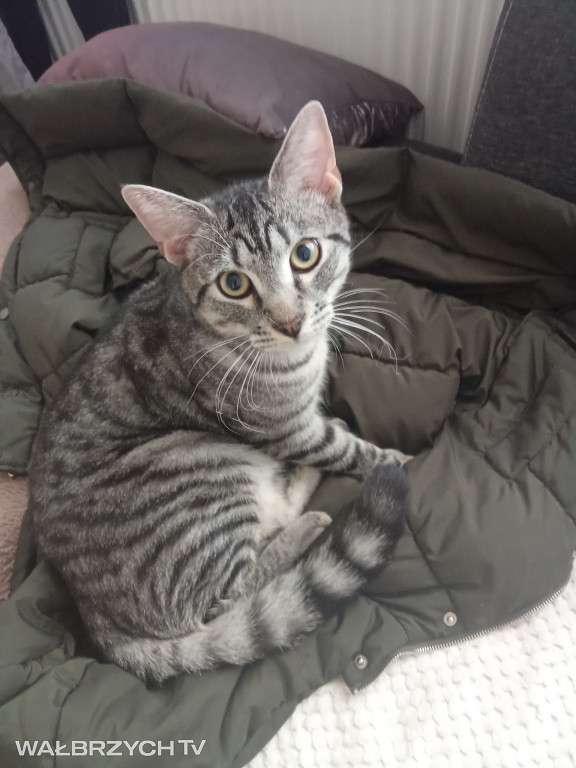 Wałbrzyszanie mają kota. Poszukaj swojego