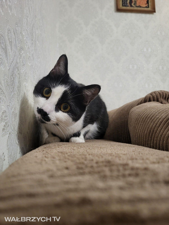 Wałbrzyszanie mają kota. Poszukaj swojego