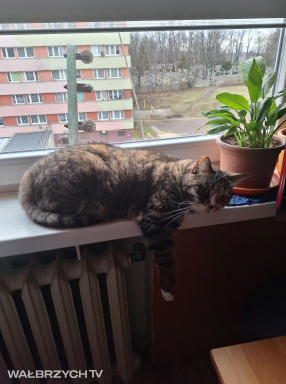 Wałbrzyszanie mają kota. Poszukaj swojego