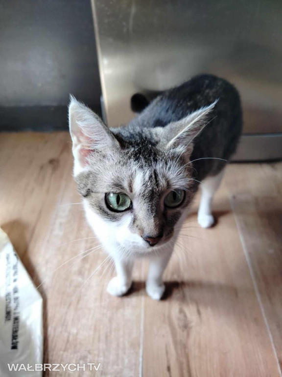 Wałbrzyszanie mają kota. Poszukaj swojego