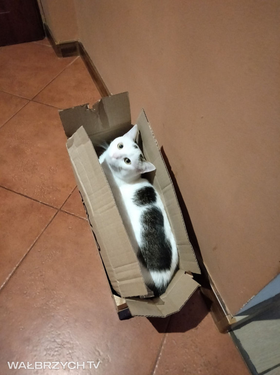 Wałbrzyszanie mają kota. Poszukaj swojego