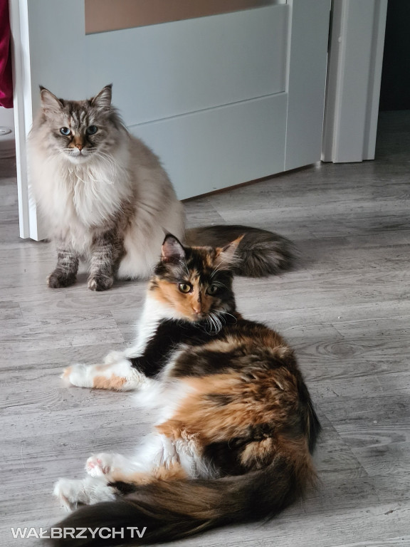 Wałbrzyszanie mają kota. Poszukaj swojego