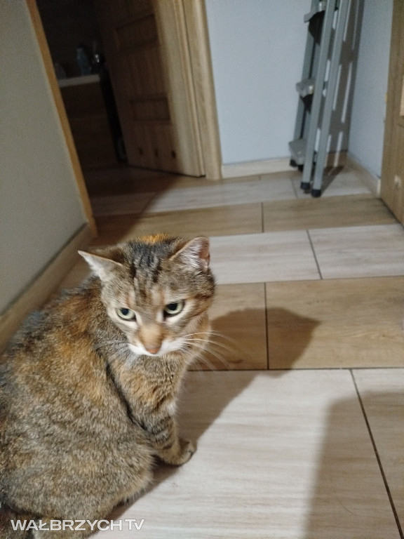 Wałbrzyszanie mają kota. Poszukaj swojego