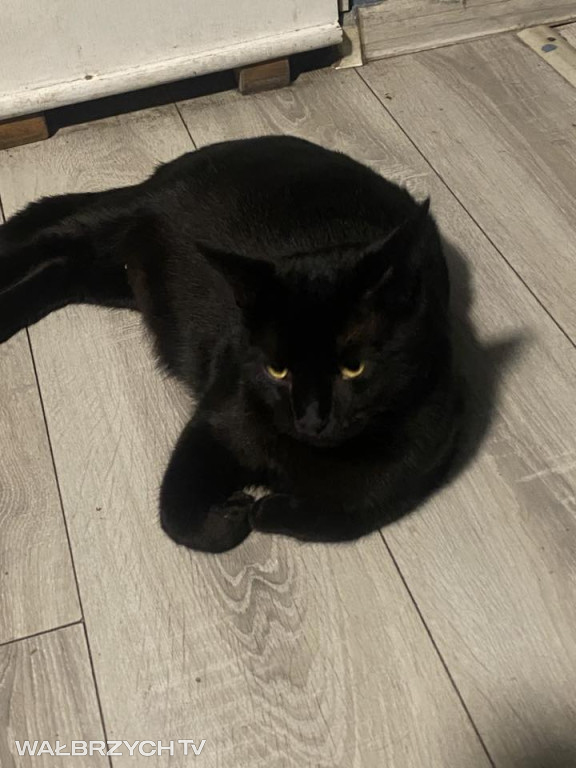 Wałbrzyszanie mają kota. Poszukaj swojego