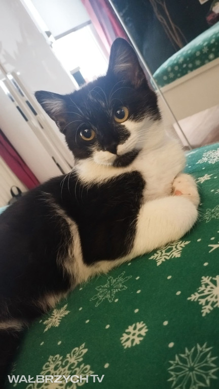 Wałbrzyszanie mają kota. Poszukaj swojego